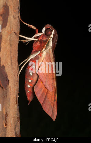 Bianco-brow hawk moth, Gnathothlibus ere, a Glenbrook, Nuovo Galles del Sud, Australia. Foto Stock
