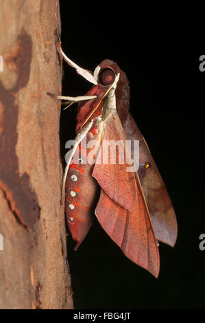 Bianco-brow hawk moth, Gnathothlibus ere, a Glenbrook, Nuovo Galles del Sud, Australia. Foto Stock