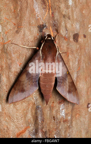 Bianco-brow hawk moth, Gnathothlibus ere, a Glenbrook, Nuovo Galles del Sud, Australia. Foto Stock