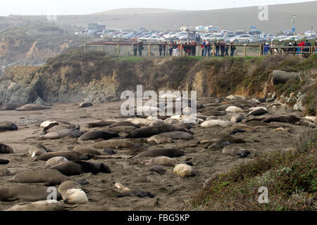 Guarnizione di elefante Rookery Foto Stock