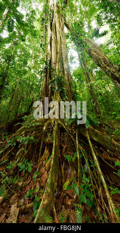 Strangler fig (Ficus genere), radici, il Parco Nazionale del Manu, Sito Patrimonio Mondiale dell'UNESCO, Perù Foto Stock