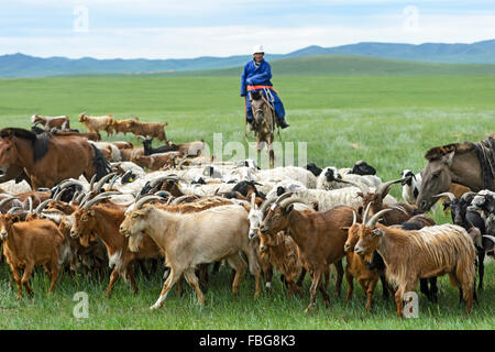 Mongolia, provincia di Arkhangai, nomade, capre cashmere, pettine, lana,  pelo di capra, cashmere Foto stock - Alamy