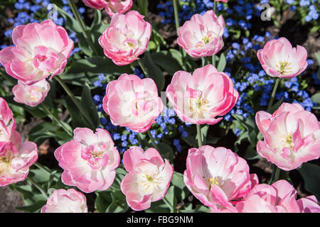 Tulipani colorati Close-up shot. La natura dello sfondo. Foto Stock