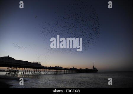 Muratura di migliaia di starlings all'alba mentre lasciano il loro posto di caccia sotto il molo di Brighton nell'East Sussex, in Inghilterra. Foto Stock