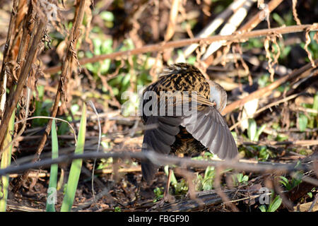 Porciglione (Rallus aquaticus) preening in canne sul bordo di un torrente Foto Stock