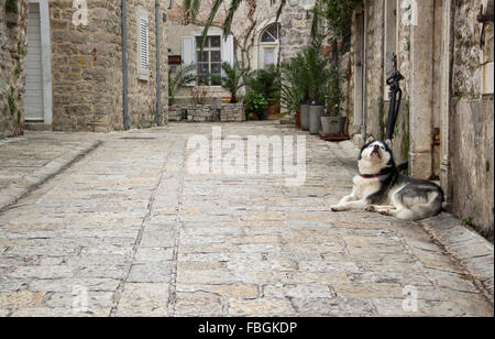 Budva, Montenegro - Siberian Husky si trova nella parte anteriore dell'attrezzatura da pesca store nella Città Vecchia di attesa per il master e godendo di una piacevole giornata invernale Foto Stock