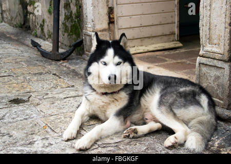 Budva, Montenegro - Siberian Husky si trova nella parte anteriore dell'attrezzatura da pesca store nella Città Vecchia di attesa per il master e godendo di una piacevole giornata invernale Foto Stock