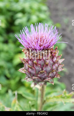 Fiore di cardo (Cynara cardunculus), chiamato anche il carciofo Foto Stock