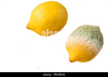 Limoni - una buona uno marcio - sfondo bianco Foto Stock