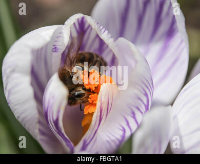 Macro - insetti - ape su viola crocus a strisce Foto Stock