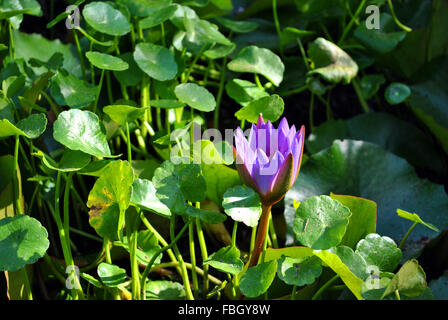 Acqua giglio nome latino Nymphaea sp Foto Stock