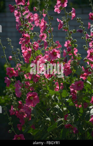 Luminose fiori viola di Alcea, comunemente noto come hollyhocks, sono in sun la retroilluminazione sul alto steli con foglie verdi. Foto Stock