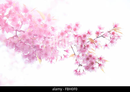 Bella wild himalayana fiore di ciliegio ( Prunus cerasoides ) con luce di svasatura Foto Stock