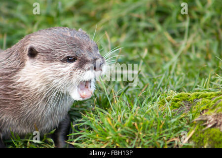 Asian breve artigliato Lontra (Amblonyx cinerea), noto anche come orientali Small-Clawed otter. Foto Stock