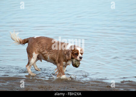 Cavalier King Charles Spaniel giocando in spiaggia. Scarborough, North Yorkshire, Regno Unito. Foto Stock