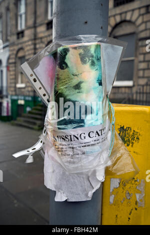 Gravemente alterati e pioggia danneggiato 'missing Cat' poster. Foto Stock