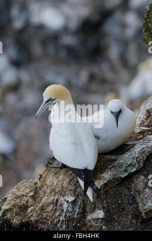 Northern gannet su unst con pulcino Foto Stock