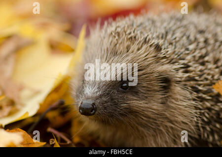 Riccio in foglie (Erinaceus europaeus) Foto Stock