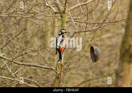 Picchio Rosso Dendrocopos major nella struttura ad albero Foto Stock