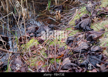 Darmera peltata in inverno Foto Stock