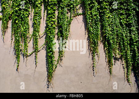 Ivy - arrampicata mai piante verdi sulla parete Foto Stock