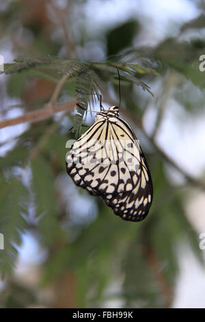 Ninfa ad albero (Idea leuconeo). Farfalle in The Glasshouse 2016, giardino RHS Wisley, Woking, Surrey, Inghilterra, Regno Unito. Evento speciale dal 16 gennaio al 6 marzo 2016 che prevede la possibilità di vedere farfalle tropicali battenti circa in serra. Credito: Ian bottiglia/Alamy Live News Foto Stock