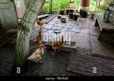 Le galline per mangiare in una mangiatoia a un privato fattoria rurale in Ucraina Foto Stock