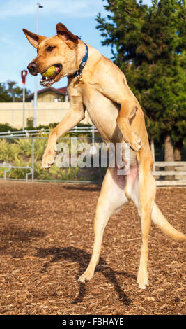 Giallo Labrador retriever catture sfera mid-air Foto Stock