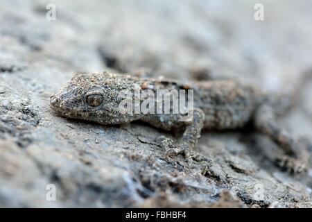 Mimetizzati gecko su pietra. Una lucertola non identificato trovato nelle colline vicino a Baku, capitale dell'Azerbaigian Foto Stock