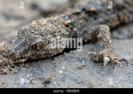 Mimetizzati gecko su pietra. Una lucertola non identificato trovato nelle colline vicino a Baku, capitale dell'Azerbaigian Foto Stock