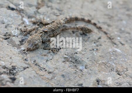 Mimetizzati gecko su pietra. Una lucertola non identificato trovato nelle colline vicino a Baku, capitale dell'Azerbaigian Foto Stock