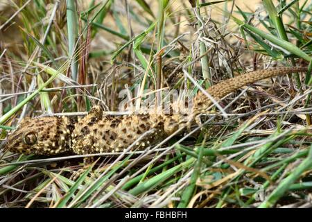 Caspian piegato-toed gecko (Tenuidactylus caspius). Animali selvatici trovati nelle colline dietro Bibiheybat, Azerbaigian Foto Stock