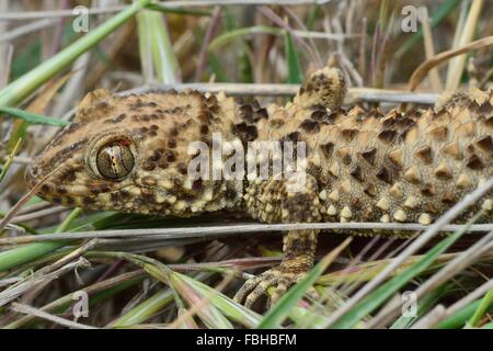 Caspian piegato-toed gecko (Tenuidactylus caspius) close-up. Animali selvatici trovati nelle colline dietro Bibiheybat, vicino a Baku in Azerbaijan Foto Stock
