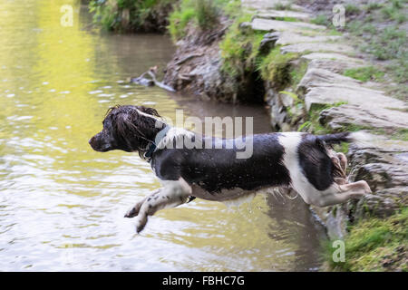 English Springer Spaniel il salto in un lago. Foto Stock