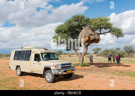 Safari tour gruppo presso socievole weaver nido in Acacia, Namib Naukluft Park, Solitaire, Namib Desert, Repubblica di Namibia Foto Stock