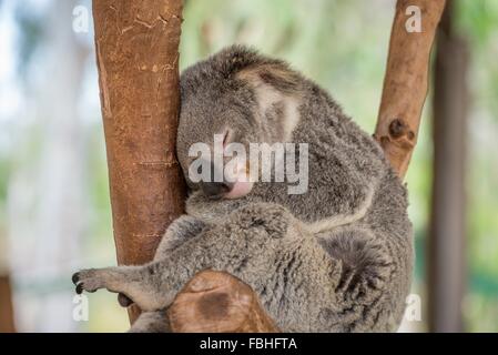 Sleeping Koala recare nella struttura ad albero Foto Stock