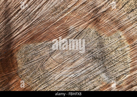 Struttura di un taglio di sezionatura di un log. La struttura ad albero segato e il suo anno di anelli. Foto Stock