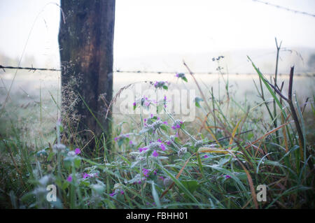 Fiori viola a sul ciglio della strada di un pascolo Foto Stock