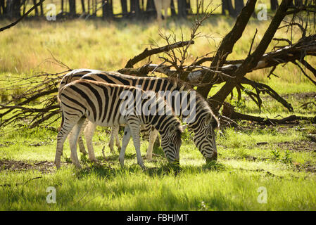 Zebre al mondo degli animali parco giochi, Emerald Resort & Casino, Vanderbijlpark, Emfuleni comune, Gauteng, Sud Africa Foto Stock