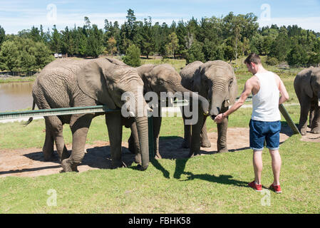 Alimentazione di elefanti a Knysna Elephant Park, Plettenberg Bay, Knysna Knysna Comune, Provincia del Capo Occidentale, Sud Africa Foto Stock