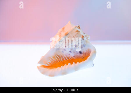 Piccolo tropical conch shell, Tamarind Cove, la parrocchia di Saint James, Barbados, Piccole Antille, dei Caraibi Foto Stock