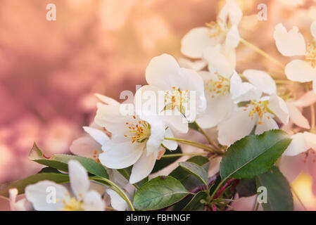 Fioritura il ramo di melo. Spring Garden. Tonificante morbido Foto Stock