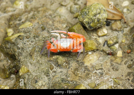 Ritratto di un arancione Fiddler Crab Foto Stock