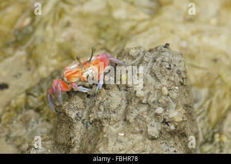 Ritratto di un arancione Fiddler Crab Foto Stock