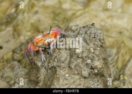 Ritratto di un arancione Fiddler Crab Foto Stock