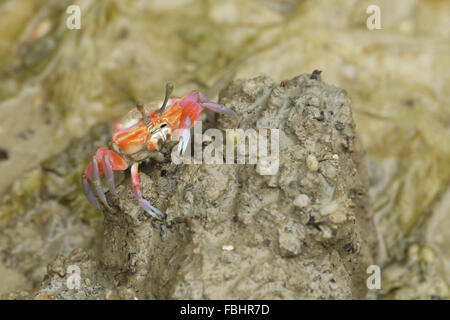 Ritratto di un arancione Fiddler Crab Foto Stock