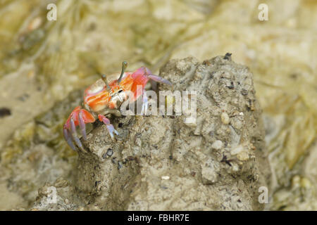 Ritratto di un arancione Fiddler Crab Foto Stock