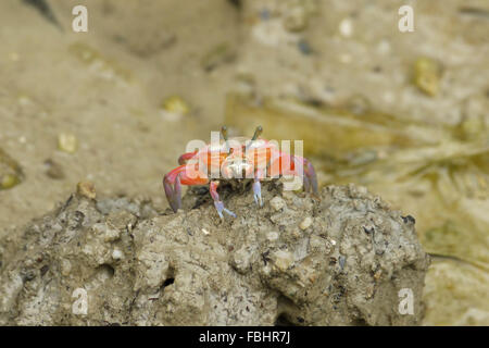 Ritratto di un arancione Fiddler Crab Foto Stock