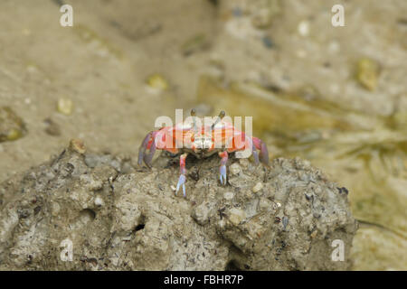 Ritratto di un arancione Fiddler Crab Foto Stock