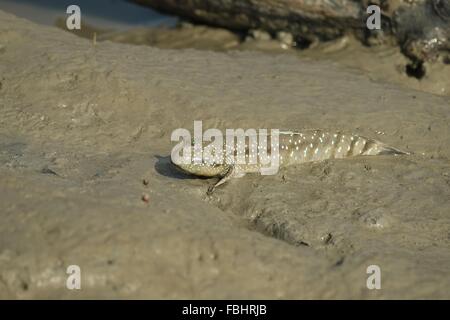 Ritratto di un Blue Spotted Skipper di fango Foto Stock